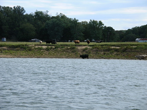 river cows soil boattrip ohioriver