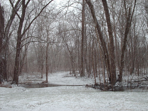 trees winter ohio snow nature creek woods backyard path sandy falling malvern gentle gully