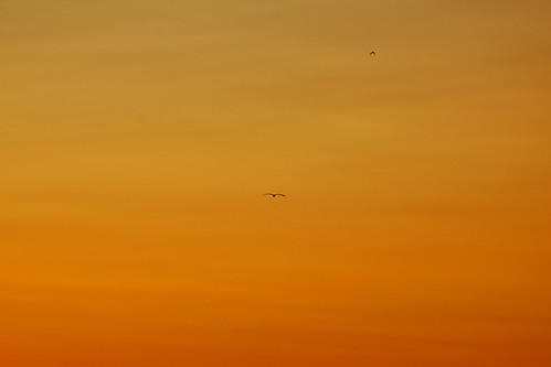 sunset orange bird yellow skyline flying dusk flight iowa ia gradient blueheron decorah