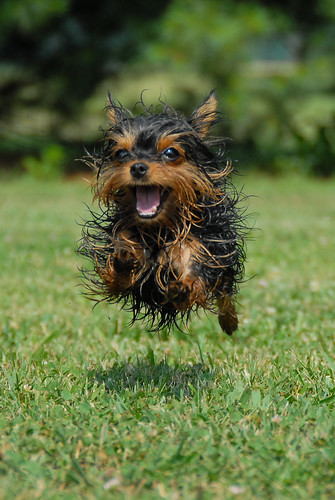dog yorkie wet yorkshire running terrier photocontesttnc11 dailynaturetnc13