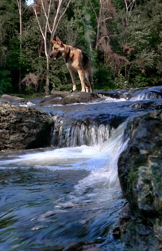 dog water river flow scout germanshepherd gsd chicopee