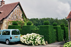 decorative bushes - Photo of Nérondes