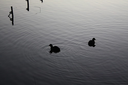 lake sunrise duck neukloster mathiaskohrt