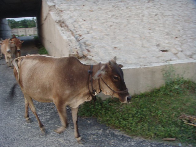 Cow in Bhajanpur village