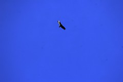 bird of prey soaring overhead    MG 2084 