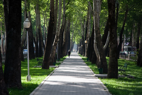 trees green walk tajikistan dushanbe centralasia slantedlight