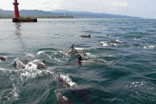 animal japan dolphin august 2008 イルカ touring summervacation kyushu 九州 夏休み 天草
