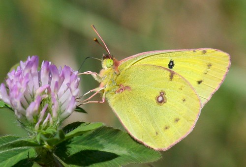 butterfly clover naturesfinest orangesulphur abigfave platinumphoto anawesomeshot top5butterflies fantasticinsect a6insects