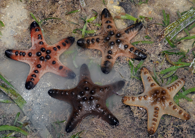 Knobbly sea stars (Protoreaster nodosus)