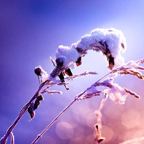 pink blue winter orange ice reed sunrise frozen frost dof bokeh freeze photowalk 5d eis sonnenaufgang potsdam 70200 schilf havel ef70200f4lisusm geforeren 5dmarkii