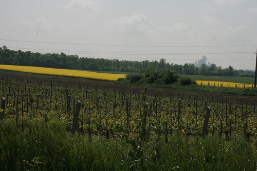 2 vineyard hungary nap vine ungarn tavasz első hongrie 2011 május szőlő siklós