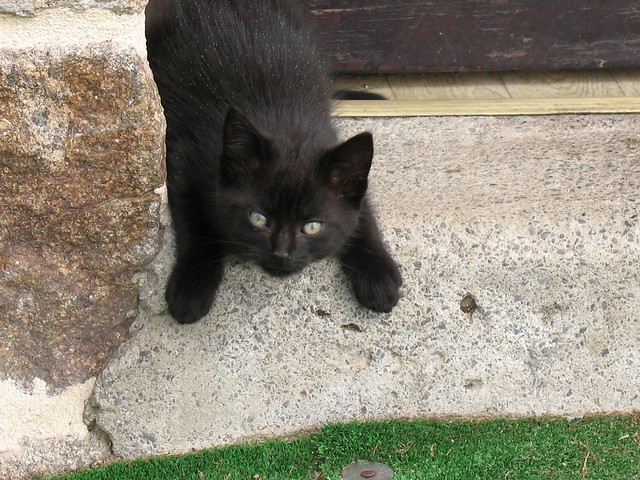 Black kitten | Too cute! | By: Annie Roi | Flickr - Photo Sharing!