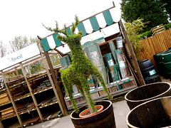 Reindeer Shaped Topiary At Frosts Garden Centre Woburn San Flickr
