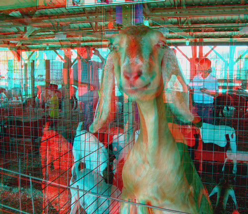animal stereoscopic stereophoto 3d kid goat anaglyph anaglyphs redcyan 3dimages 3dphoto 3dphotos 3dpictures stereopicture