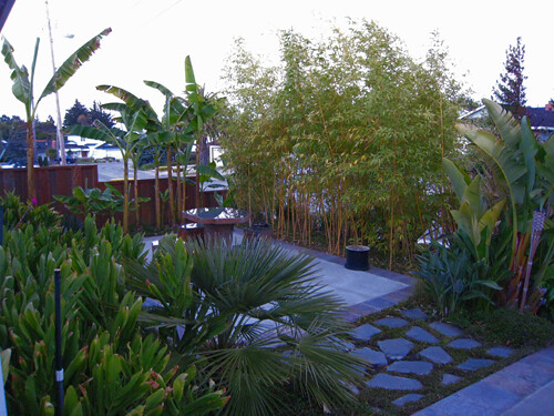 landscaping, bamboo IMG_4719