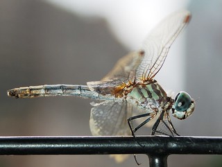 dragonfly in central park, NY