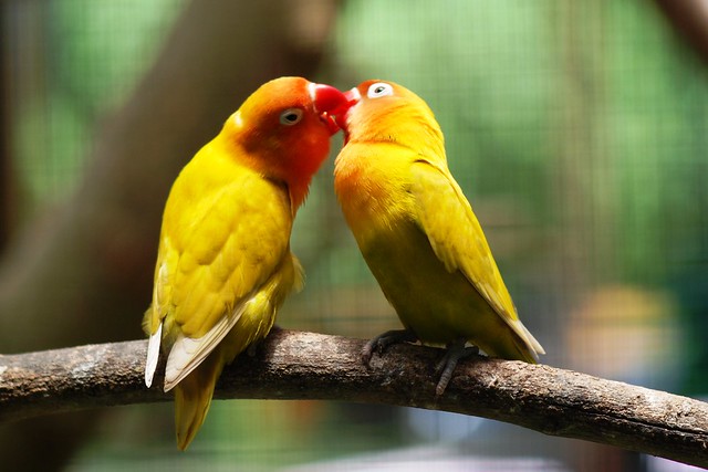 Another pair of LOVE birds | Flickr - Photo Sharing!