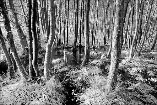 monochrome landscape skåne sweden swamp waytowork wtw falseinfrared dxofilmpack