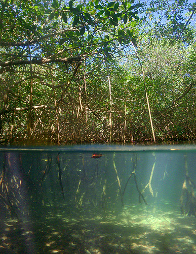 art photography bay photo jonathan charles mangrove bermuda hungry jonathancharles