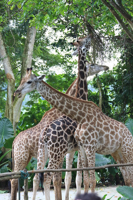 Giraffes (Lucy, Roni and Growie)