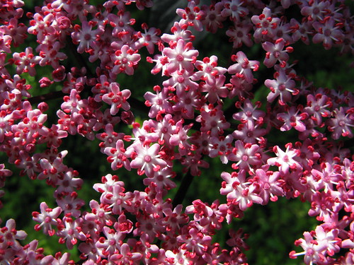 uk pink flowers nature harlow essex