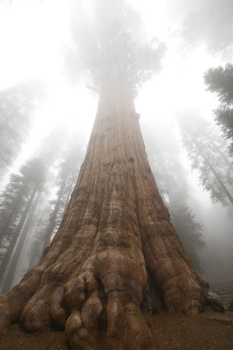 trees nature forest parks wilderness sherman generalsherman nationalsequoiaforest