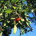 cherries on another neighbor's tree   DSC01465