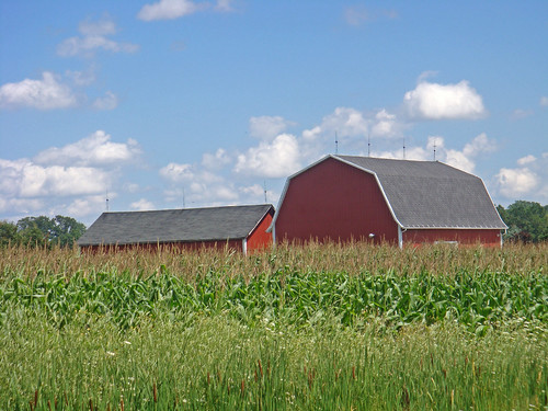 red barn rural corn michigan farm country farming crop ag agriculture raytownship