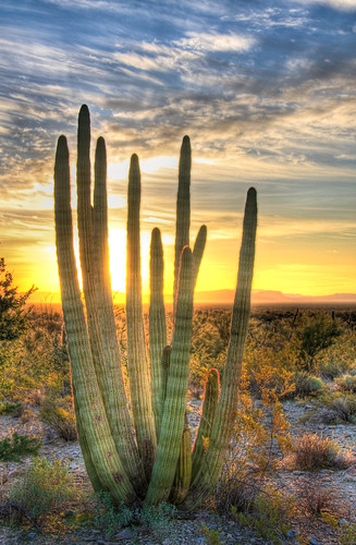 arizona cactus sunrise desert border sonoran hdr nationalmonument organpipecactus organpipecactusnationalmonument