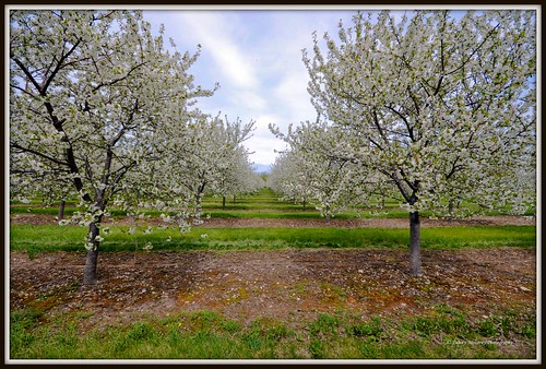 nature wisconsin cherry spring searchthebest orchard doorcounty 2011 nikond90 lovetheworldofnature dmoutray anaturecanvas