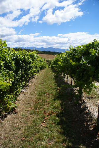 newzealand vineyard wine nz southisland newworld sunsetvalleyvineyard