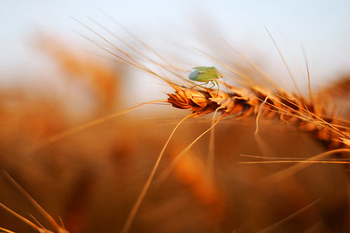 usa macro nature field lines closeup bug d50 insect geotagged golden nikon bokeh earth farm wheat grains stillwater nikkor 35mmf2d oklahomastateuniversity primelens clementtang geo:lat=36122953 geo:lon=97088311