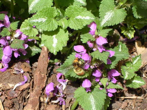 flowers canada britishcolumbia bee