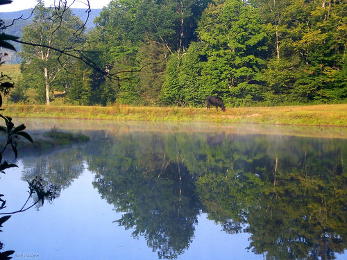 morning reflection nature water animal fog landscape cow pond scenery farm wv westvirginia grazing pocahontascounty rcvernors
