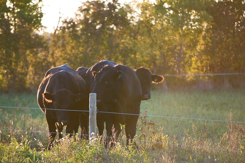 animals cows farm sunrisegeotaggeddugaldmanitobacanada