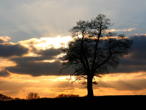 winter sunset tree silhouette clouds solitary