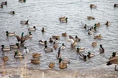 Mallards and Geese