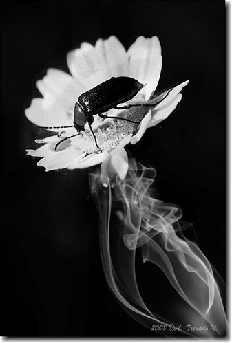 bw blancoynegro flor explore humo insecto canon30d almadén photoexplore