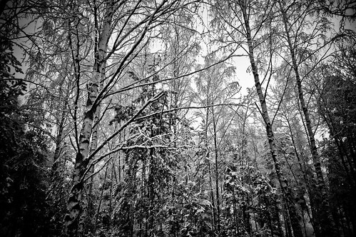 trees winter snow tree geotagged sweden branches geo:lat=59244588 geo:lon=15244281