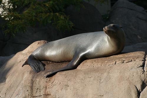Sea lion Resting