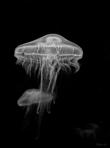 nikon louisiana jellyfish neworleans d800 audubonaquariumoftheamericas 2470mmf28nikkor ©copyright