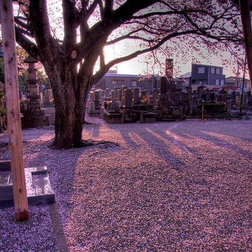 morning pink japan sunrise temple spring sakura odawara kanagawa hdr 小田原 無量寺 photomatix muryoji
