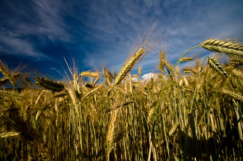 blue summer sky sun field landscape wheat feld landschaft korn weizen wheed summerwheat sommerweizen showonmysite