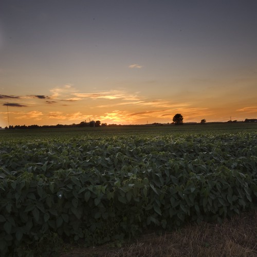sunset cloud sun nature field photoshop landscape illinois nikon unitedstates farm farming champaign soy soybean kellogg hdr merge naturephotography d80