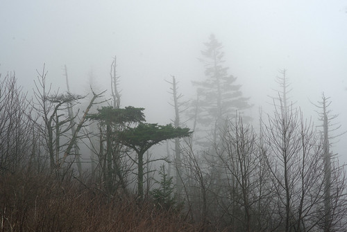 mist nature fog rural forest landscape nebel scenic northcarolina
