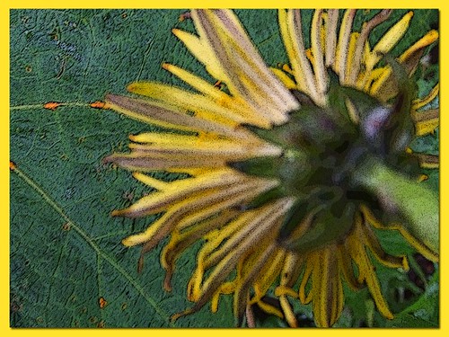 orange brown colour green texture leaves yellow weeds dandelion posteredges photoshopelements postshuttermanipulation