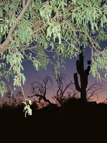 arizona cactus plants sunrise out desert branches saguaro frontyard branching catchycolorsgreen catchycolorspurple