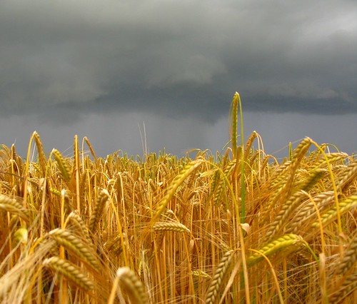 uk england sky cloud storm field barley rain yellow rural canon golden farm farming powershot northumberland crop thunder g9