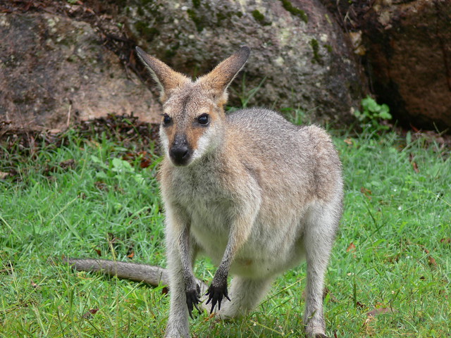 Kangaroo | Flickr - Photo Sharing!