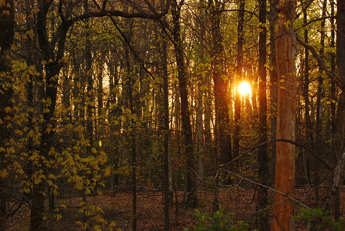 trees sunset sun leaves forest evening nikon branches evansville usi in
